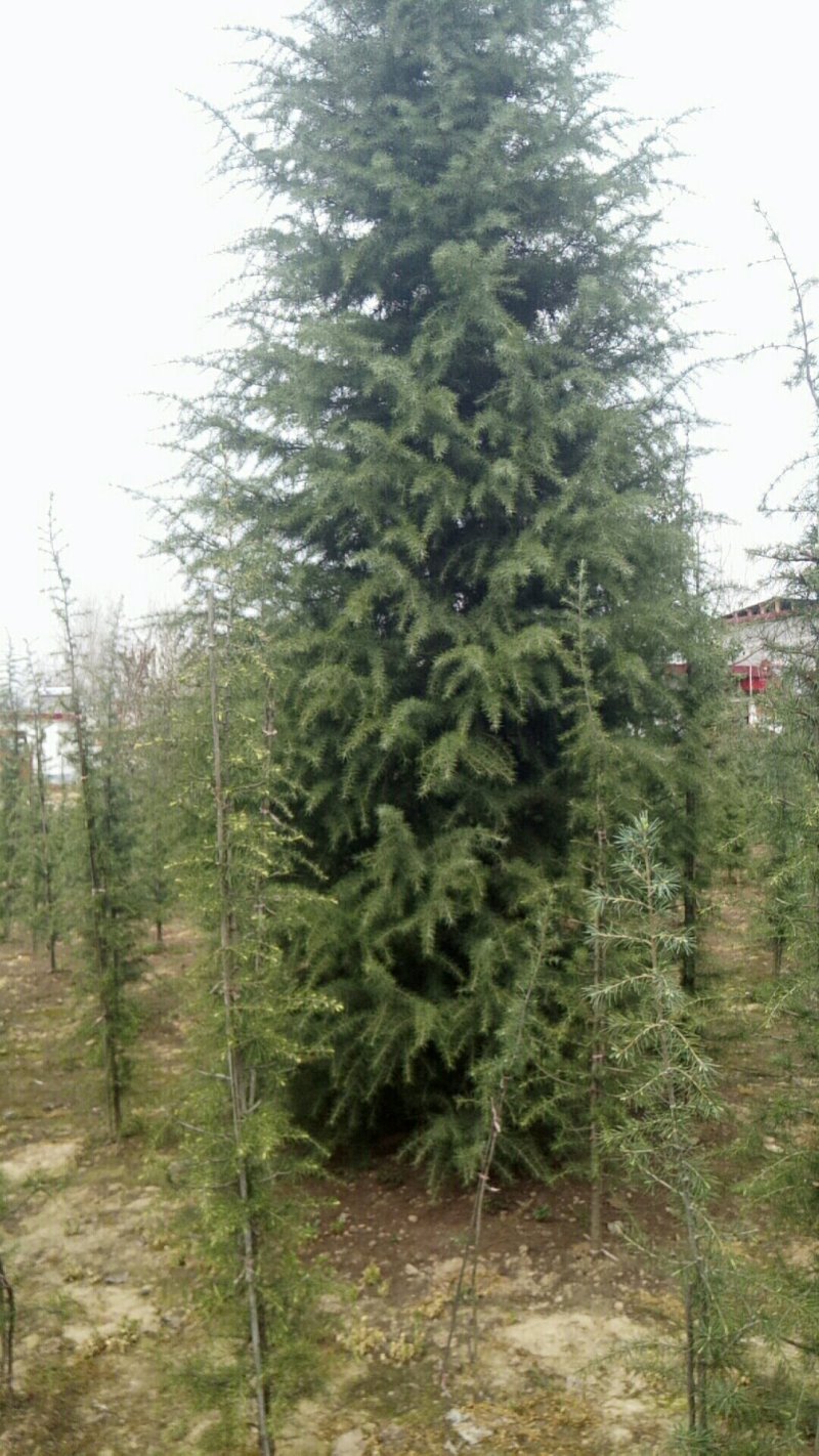 雪松