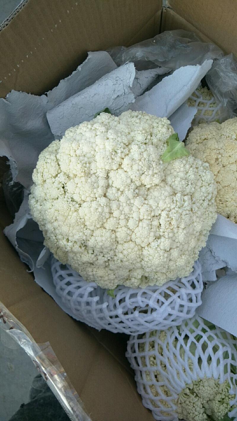 【精品】邯郸永年联邦蔬菜有机花产地直销。可视频看货。