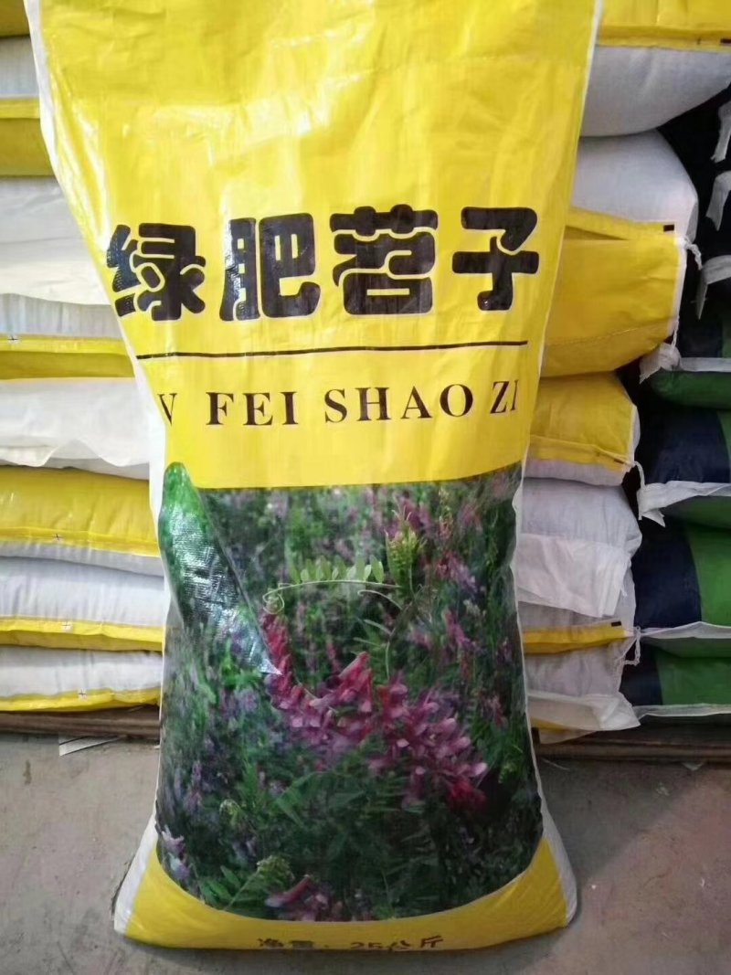 毛苕子种子光叶紫花苕子种籽果园绿肥多年生野豌豆种