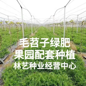 毛苕子种子光叶紫花苕子种籽果园绿肥多年生野豌豆种