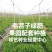 毛苕子种子光叶紫花苕子种籽果园绿肥多年生野豌豆种