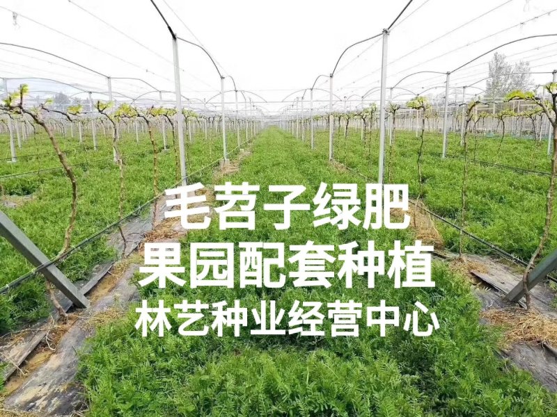 毛苕子种子光叶紫花苕子种籽果园绿肥多年生野豌豆种