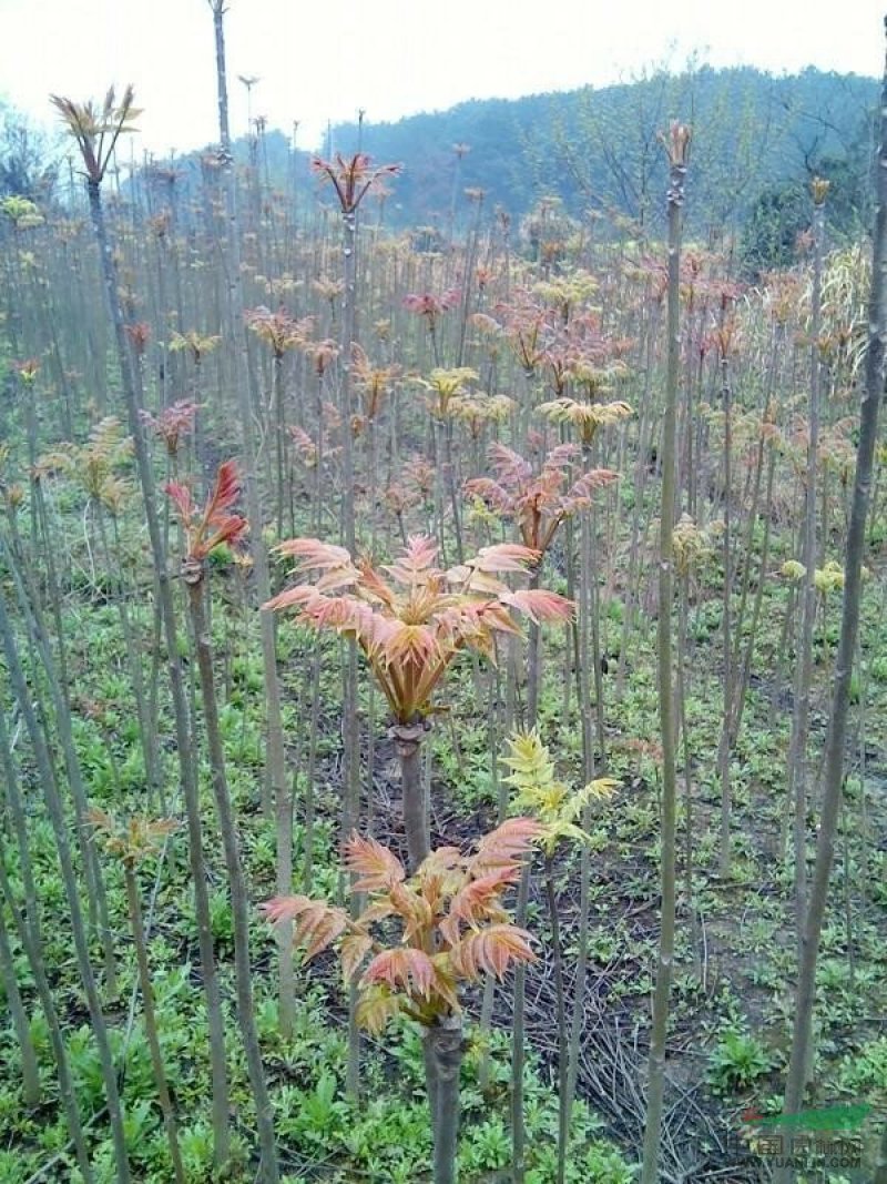 新鲜香椿芽大量上市，欢迎新老客户前来订购批发