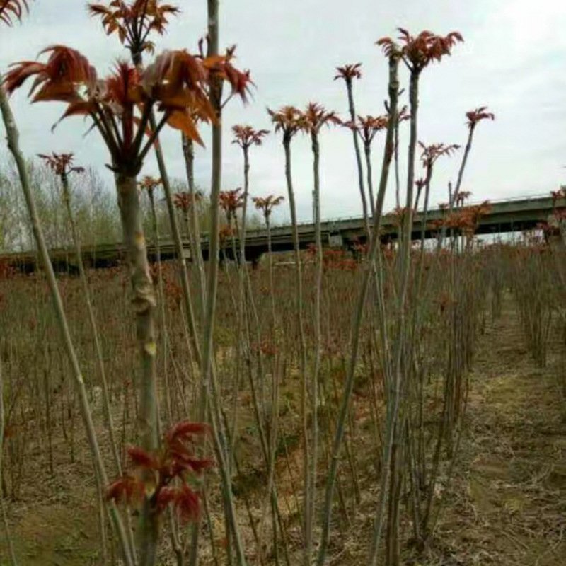 新鲜香椿芽大量上市，欢迎新老客户前来订购批发