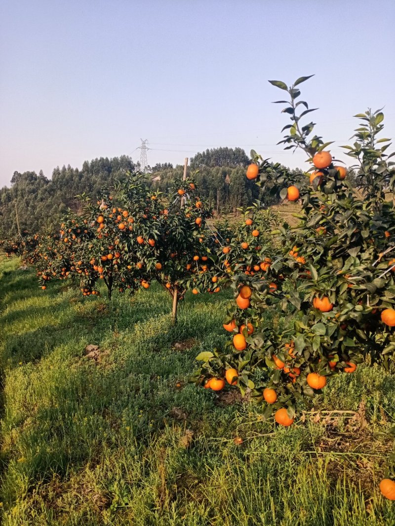 沃柑