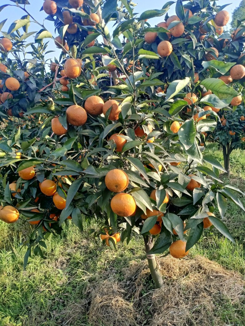 沃柑