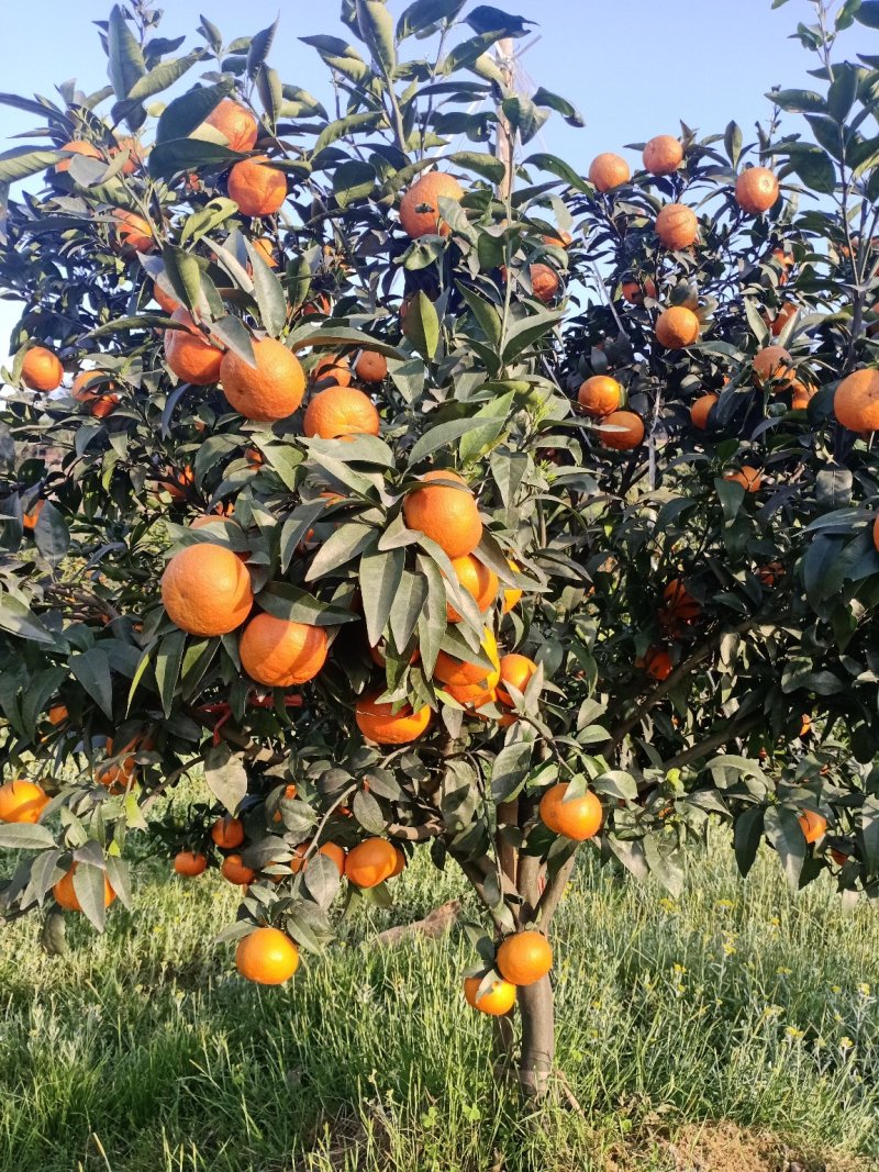 沃柑