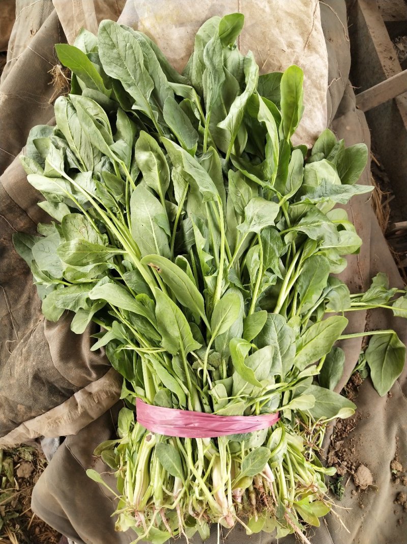 小叶菠菜