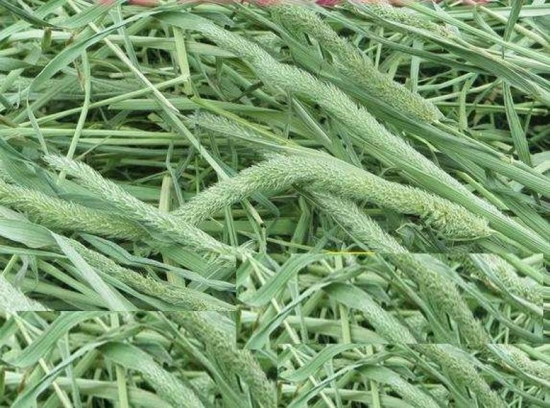 猫尾草籽种提摩西进口草籽兔子牛羊马家禽适合