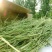 猫尾草籽种提摩西进口草籽兔子牛羊马家禽适合