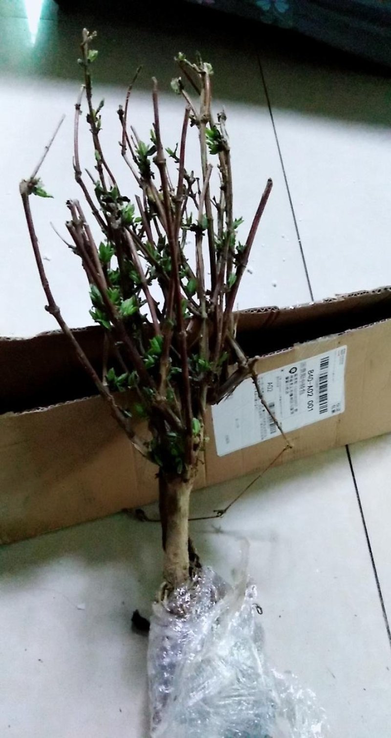 超大霸气精品金银花盆景树桩盆栽花卉苗木易养好活一年内开花