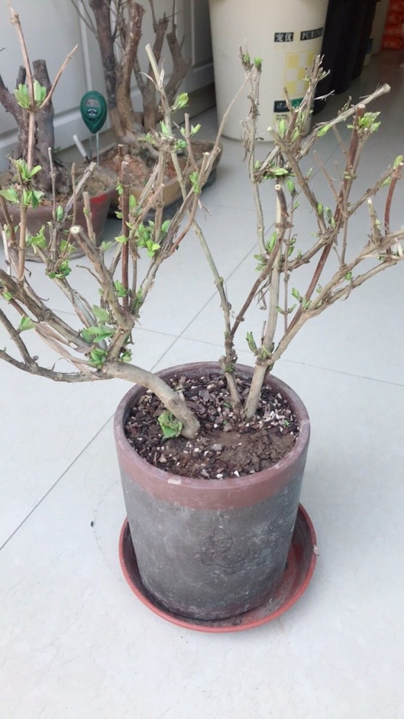 超大霸气精品金银花盆景树桩盆栽花卉苗木易养好活一年内开花