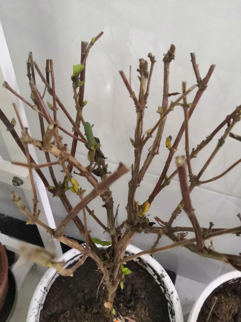 超大霸气精品金银花盆景树桩盆栽花卉苗木易养好活一年内开花