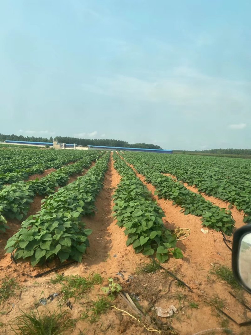 玛莎莉红薯苗玛莎莉红薯苗玛莎丽红薯苗玛莎莉地瓜苗