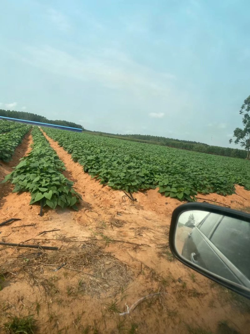 玛莎莉红薯苗玛莎莉红薯苗玛莎丽红薯苗玛莎莉地瓜苗