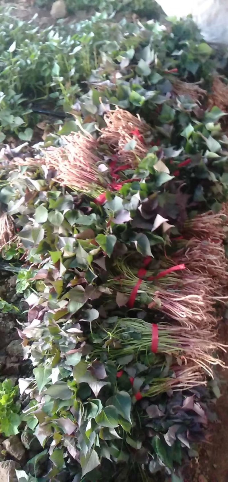 玛莎莉红薯苗玛莎莉红薯苗玛莎丽红薯苗玛莎莉地瓜苗