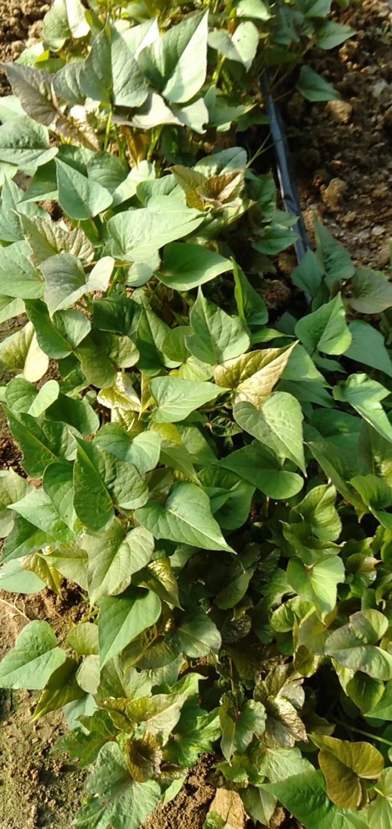 玛莎莉红薯苗玛莎莉红薯苗玛莎丽红薯苗玛莎莉地瓜苗