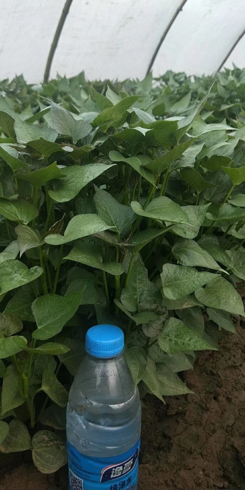 玛莎莉红薯苗玛莎莉红薯苗玛莎丽红薯苗玛莎莉地瓜苗
