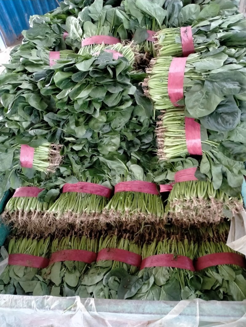 精品万亩菠菜，产地发货对接全国，保质保量视频看货
