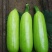 西葫芦苗一一厂家直销货优价廉