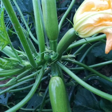 西葫芦苗一一厂家直销货优价廉