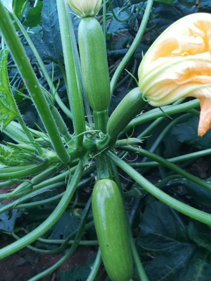 西葫芦苗一一厂家直销货优价廉