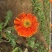 扶郎花