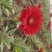 扶郎花