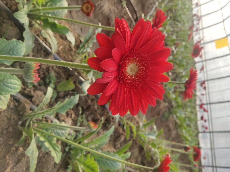 扶郎花