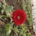 扶郎花