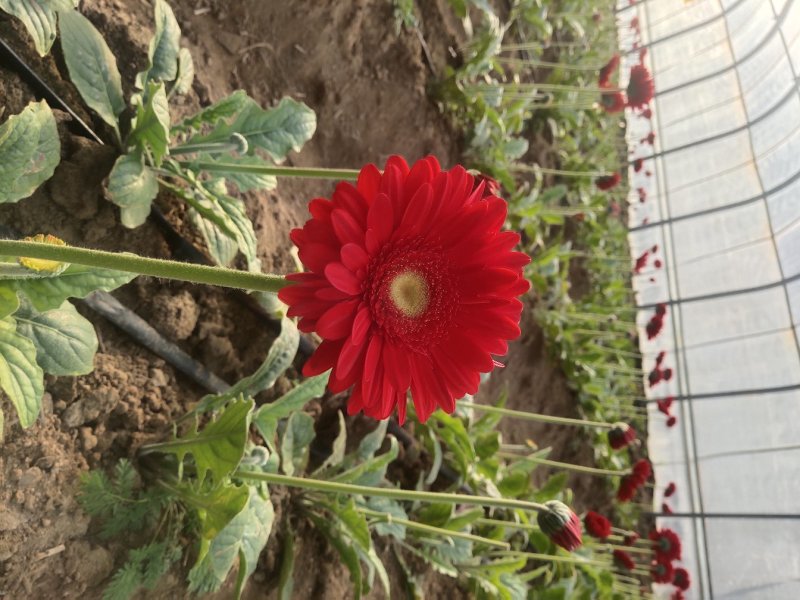 扶郎花