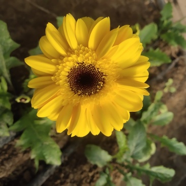 扶郎花