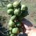 辽宁纯正软枣猕猴桃扦插苗，根系发达，易成活，缓苗快