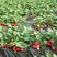 宝石奶油草莓苗草莓脱毒苗保证正品现挖现发新品种