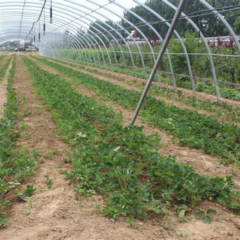 宝石奶油草莓苗草莓脱毒苗保证正品现挖现发新品种