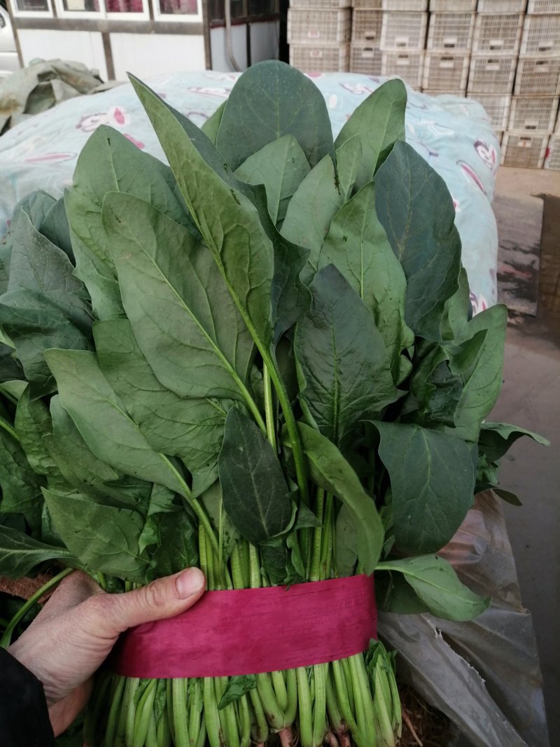 菠菜大叶菠菜产地河北邯郸蔬菜基地物流园量大优惠