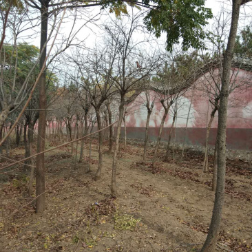 精品戴帽柿子树