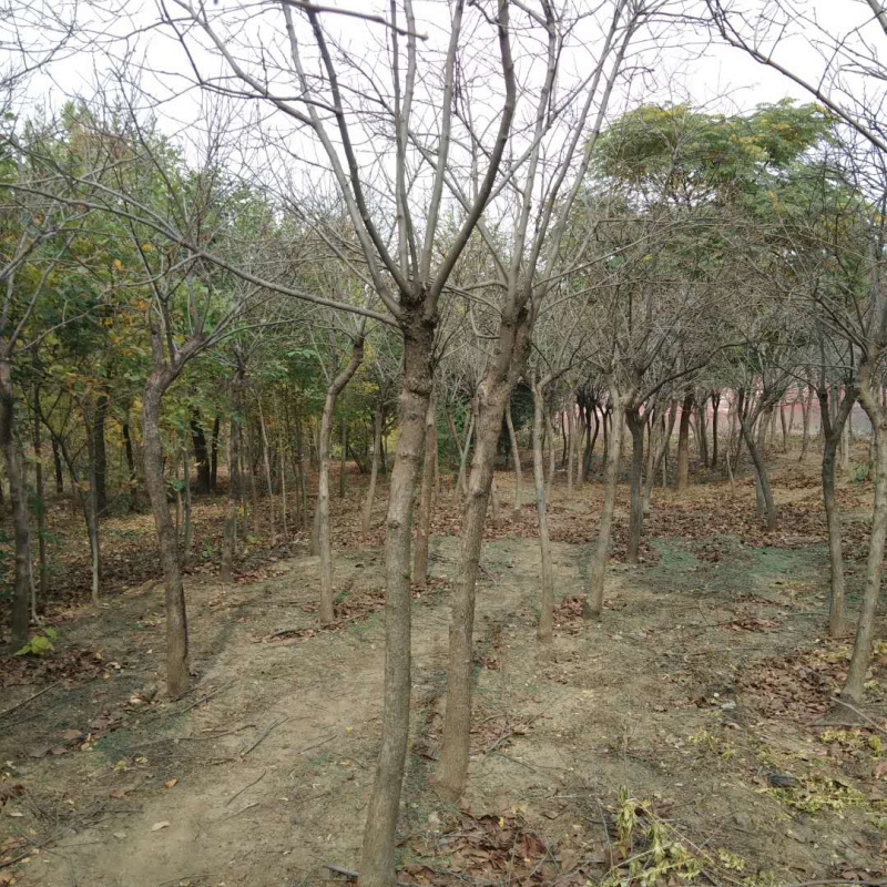 精品戴帽柿子树