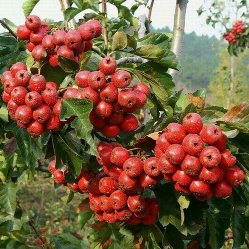 优质山楂苗品质好，现挖现发，保湿保证成活率