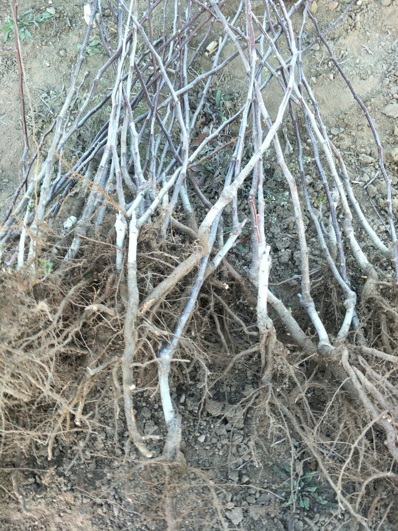优质山楂苗品质好，现挖现发，保湿保证成活率