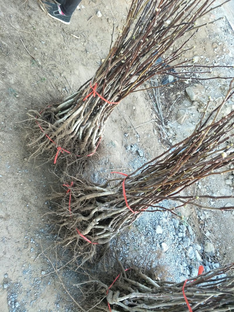 优质山楂苗品质好，现挖现发，保湿保证成活率