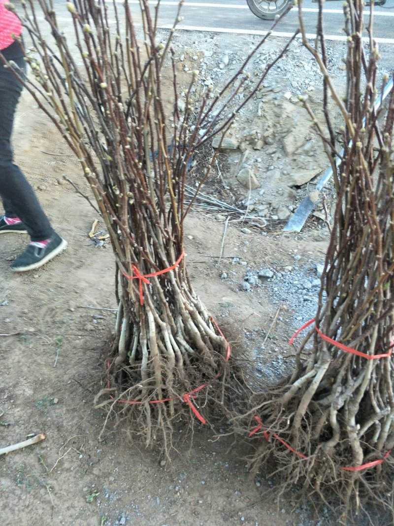 优质山楂苗品质好，现挖现发，保湿保证成活率