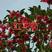 红花荷苗，树态优美，大量现货