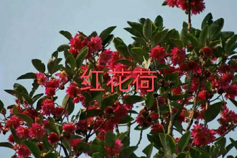 红花荷苗，树态优美，大量现货