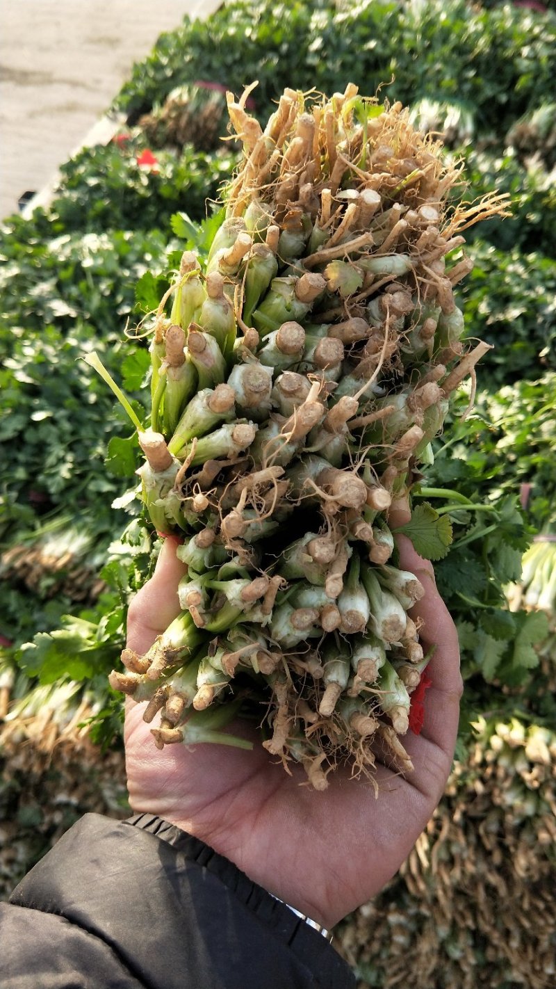 香菜