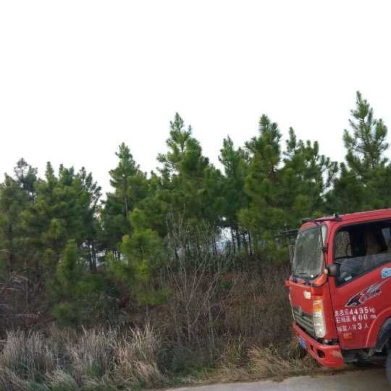 湿地松五针松湿地松九江市柴桑区清风园林常年供应
