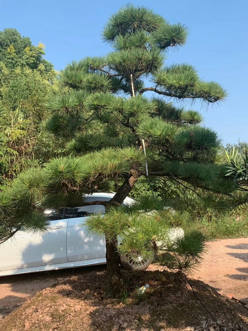 【黑松盆景】精品造型绿化苗木黑松异型黑松进口黑松造型货源充足
