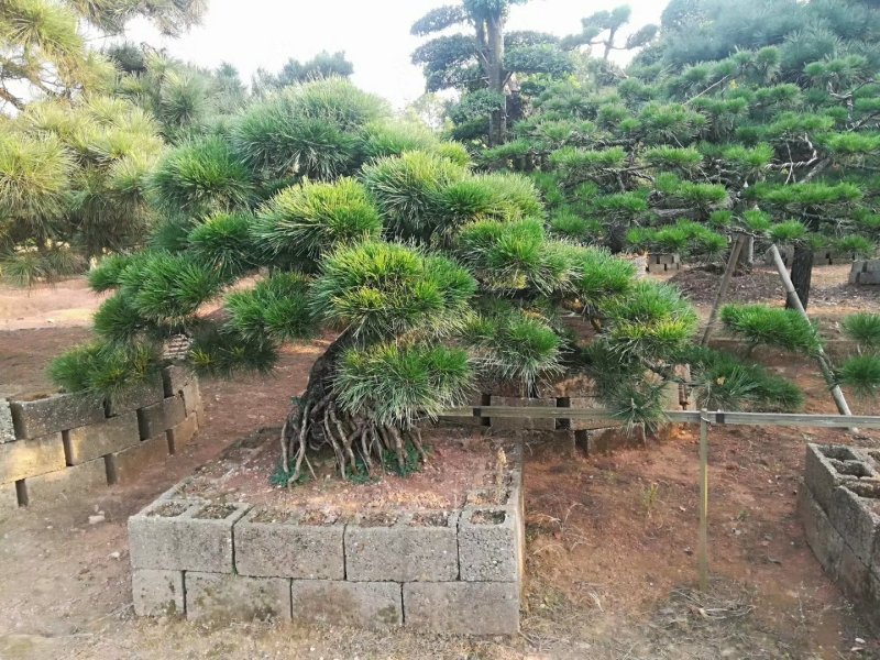 【黑松盆景】精品造型绿化苗木黑松异型黑松进口黑松造型货源充足