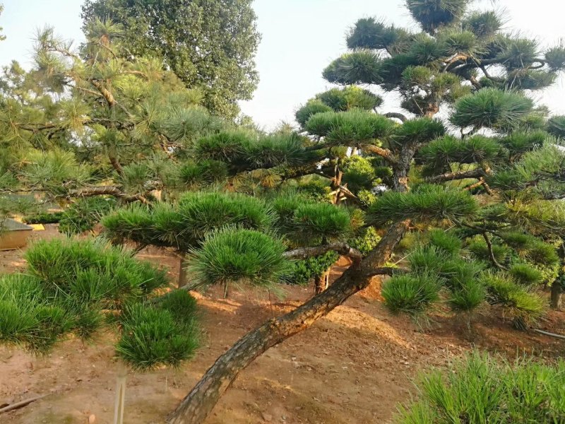 【黑松盆景】精品造型绿化苗木黑松异型黑松进口黑松造型货源充足