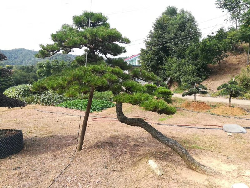 【黑松盆景】精品造型绿化苗木黑松异型黑松进口黑松造型货源充足